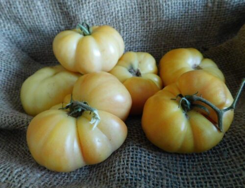 Pomodorini di Castronuovo: giallo costoluto e rosso e giallo lungo