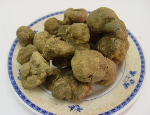 The white truffle of Serrapotamo: a precious treasure