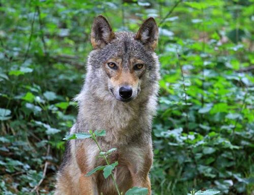 Dove osano i lupi: gli itinerari sulle tracce del predatore