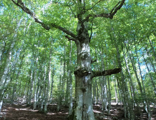 Gli alberi padri: alla ricerca dei monumenti naturali della Basilicata
