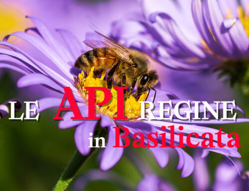 WayCover 19 maggio - La giornata delle api in Basilicata