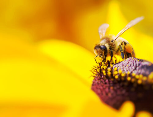 Sulle ali delle api - Il tour lucano del miele tra eccellenze e laboratori