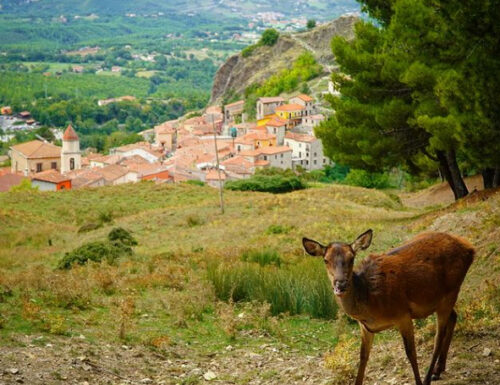 Amici pelosi in Basilicata