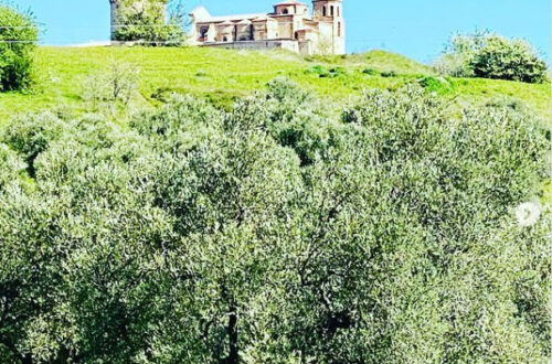 Natura lucana, su Instagram si celebra l'oliva