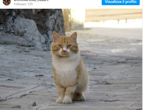 Gatti lucani e briciole di felicità in Basilicata