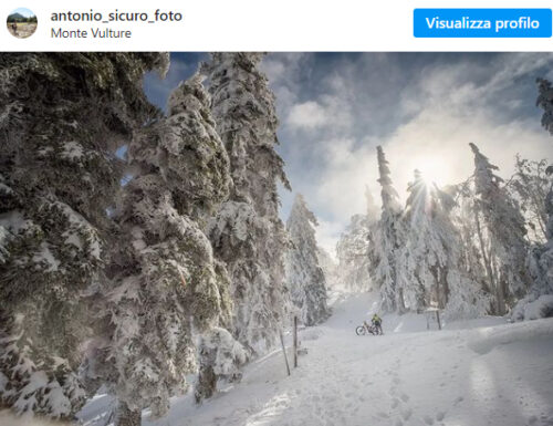 Alberi lucani, sogni d'inverno