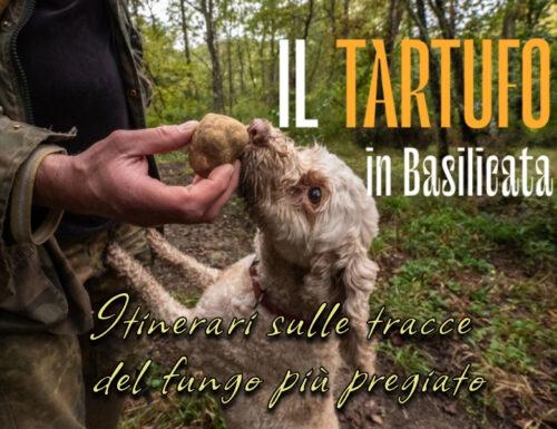 Il tartufo in Basilicata: gli itinerari lucani sulle tracce del fungo più pregiato